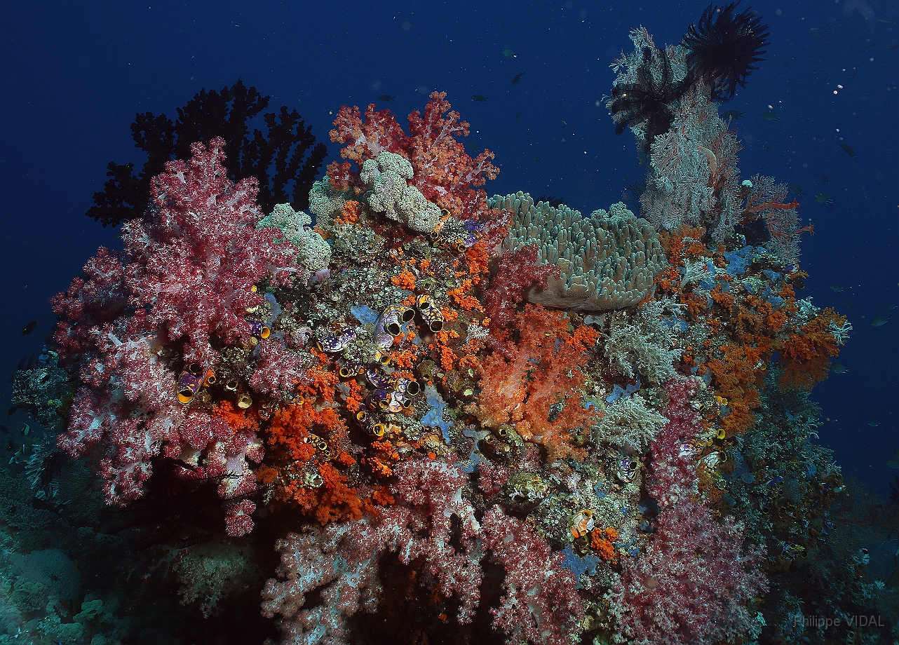 Raja Ampat 2016 - Corail - IMG_4404_rc.jpg